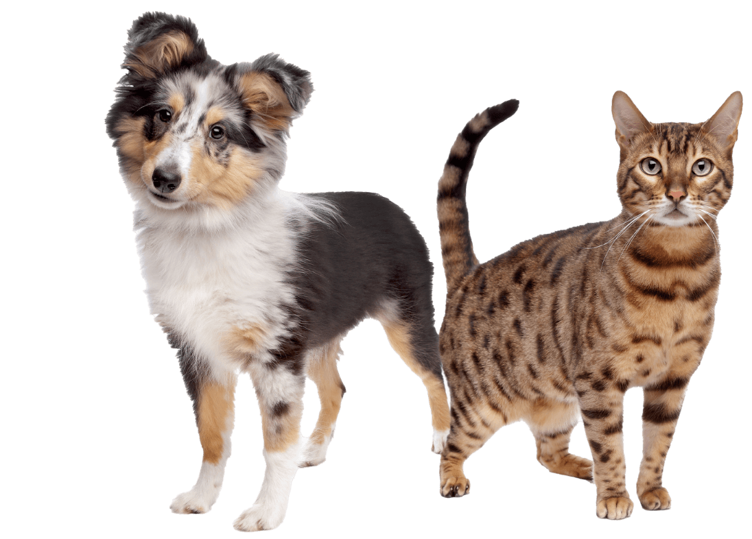 dog-and-cat-2024-10-14-10-48-41-utc