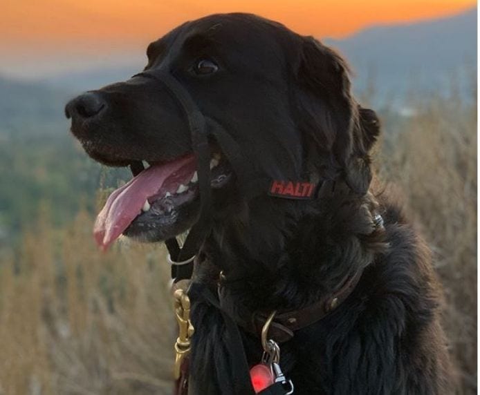 Halti - Licol pour chien | Noir – Image 2