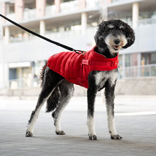 Canada Pooch - Manteau avec harnais - 2 en 1 | Rouge – Image 2