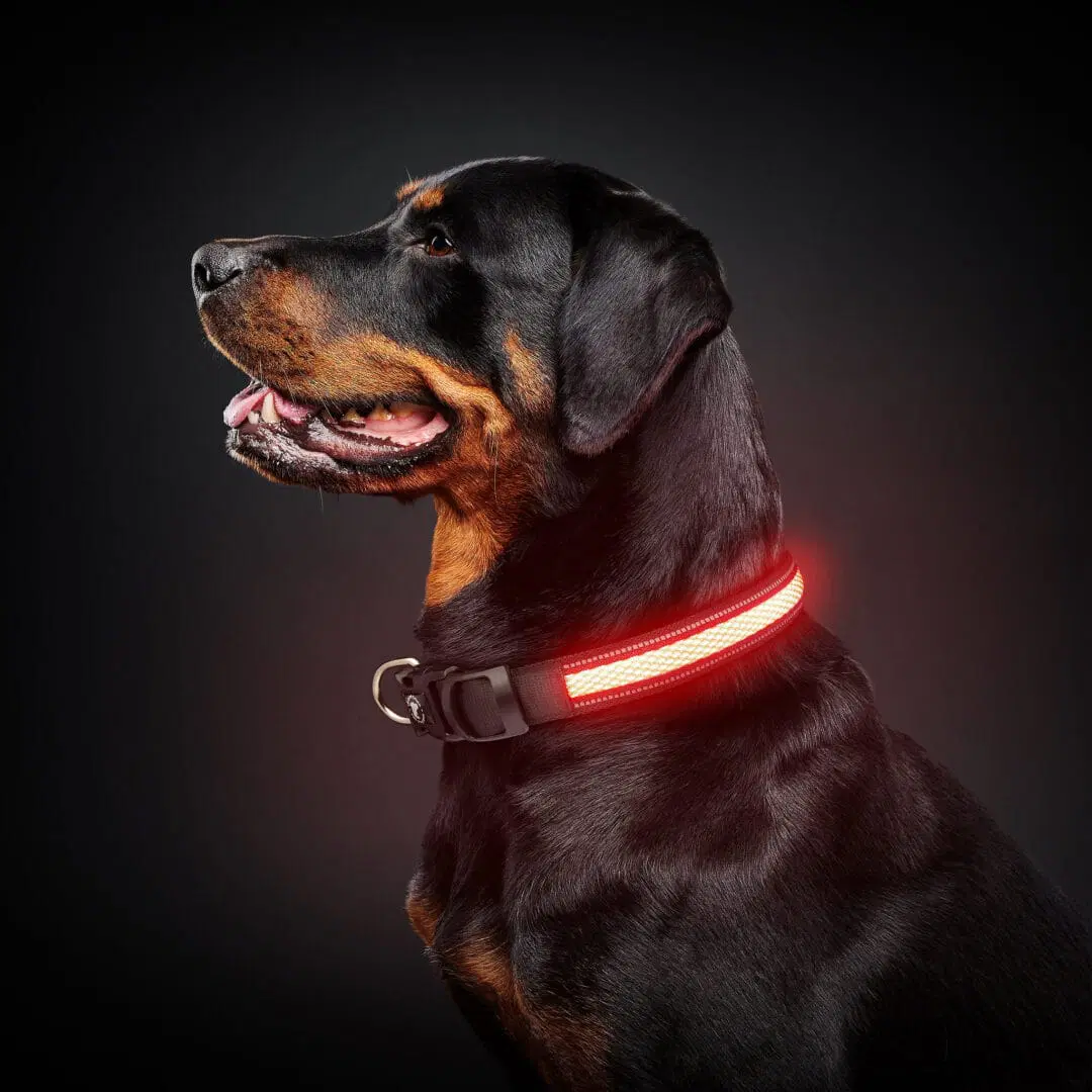 Le bon chien | Collier lumineux rechargeable ECLIPSE – Image 3