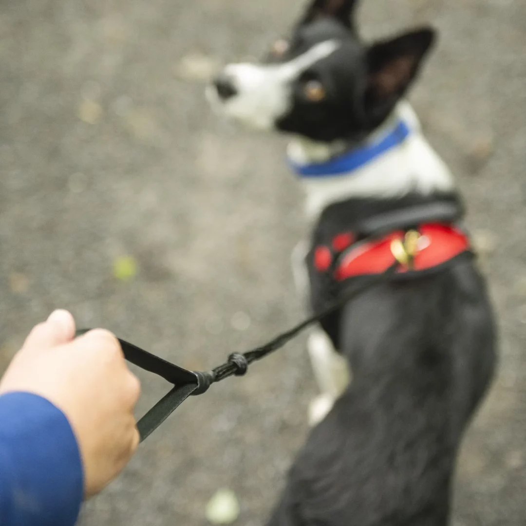 Nahak - Ligne bungee multisport | Corde réfléchissante - Mousqueton 5/8" – Image 8