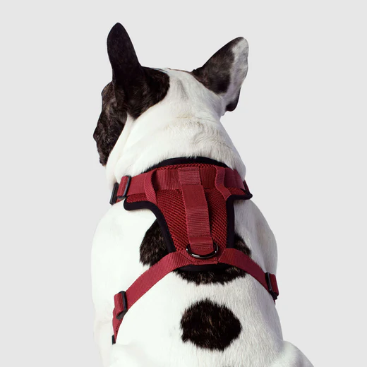 Canada pooch - Everything Harness - Harnais pour chiens | Rouge – Image 3