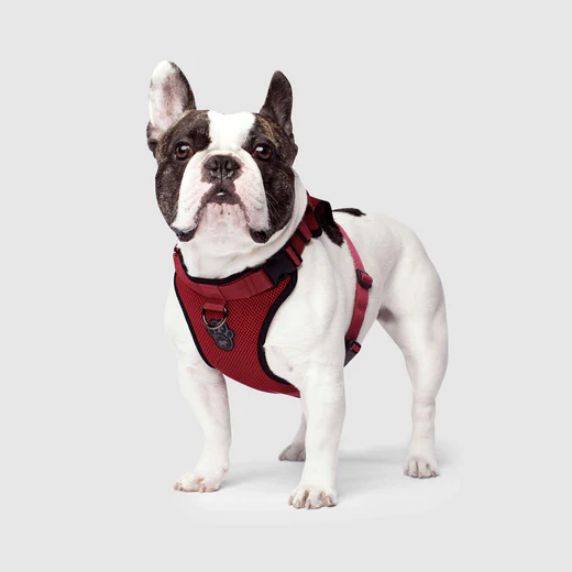 Canada pooch - Everything Harness - Harnais pour chiens | Rouge – Image 2