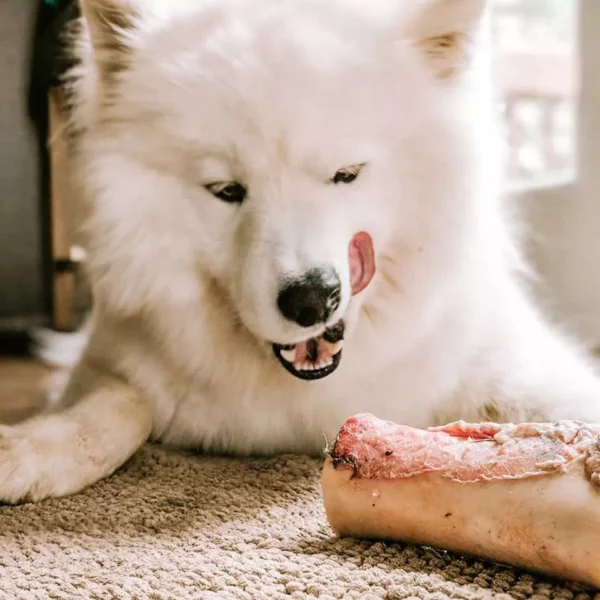 Faim museau - Moyen fémur de boeuf