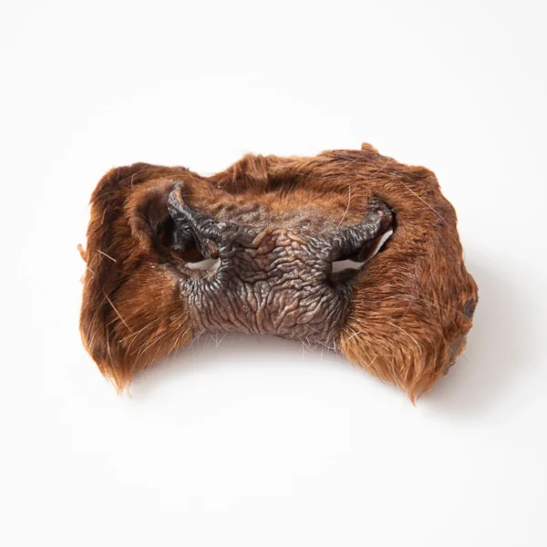 Grand Valley Quail - Nez de vache déshydraté