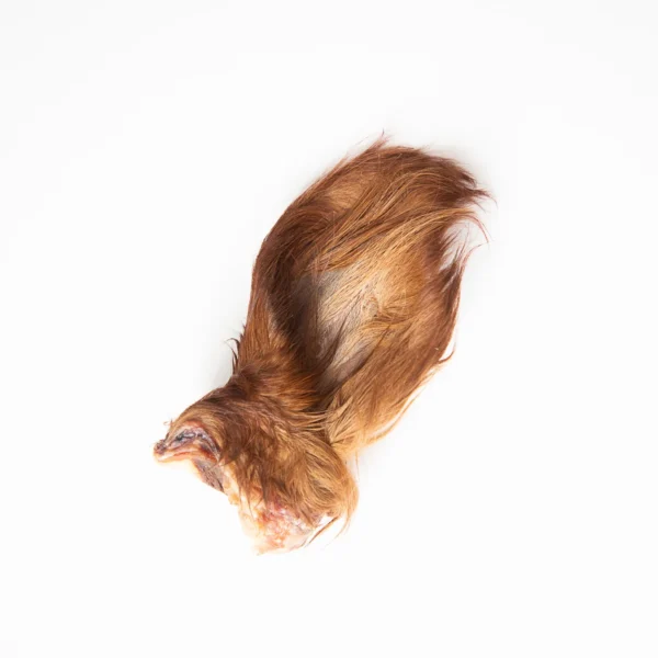 Grand Valley Quail - Oreille de boeuf déshydratée