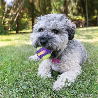 Kong - Balles pour chien "Crunch air" | Pqt de 3 – Image 3