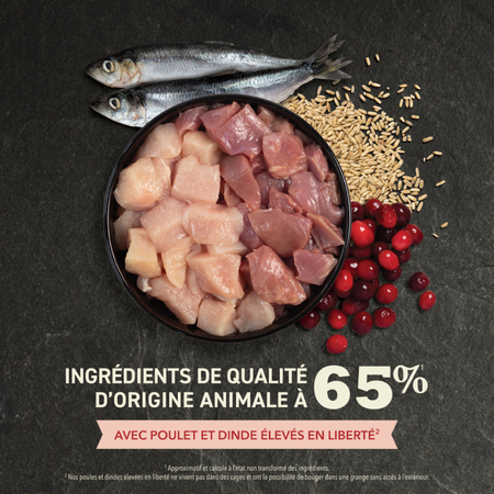 ACANA pour chat Régal d'intérieur – Image 2