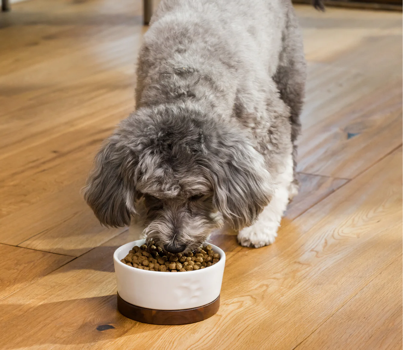 Open Farm - Nourriture pour chien | Santé de la peau et du pelage - Recette au saumon sauvage et à l'avoine – Image 5