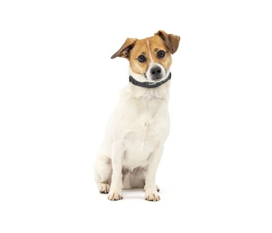Petsafe - Collier anti-aboiements électrostatique "Nanobark" - Pour très petit chien – Image 3