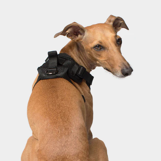 Canada pooch - Everything Harness - Harnais pour chiens | Noir – Image 2