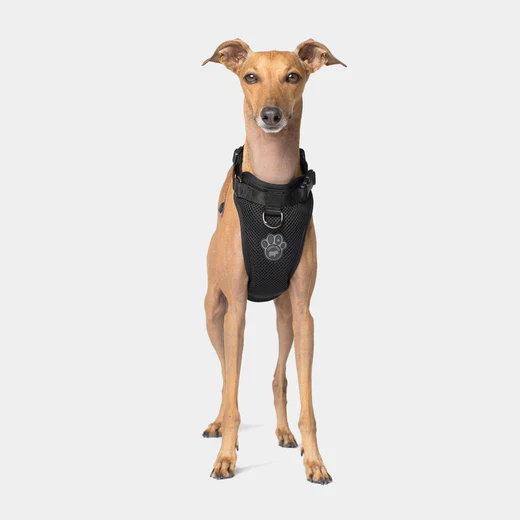 Canada pooch - Everything Harness - Harnais pour chiens | Noir – Image 3