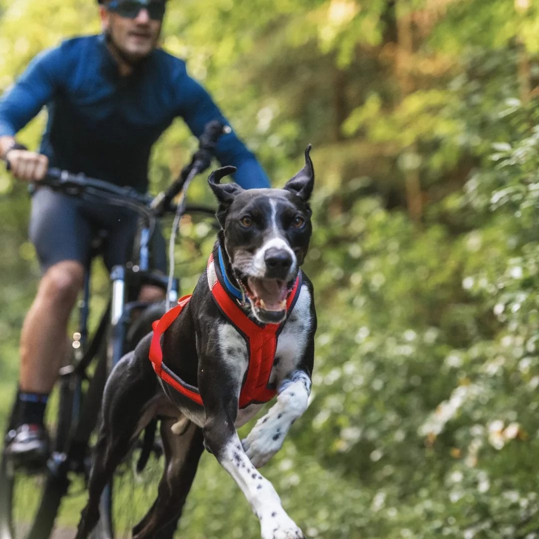 Nahak - Harnais de traction pour chien | Noir – Image 3